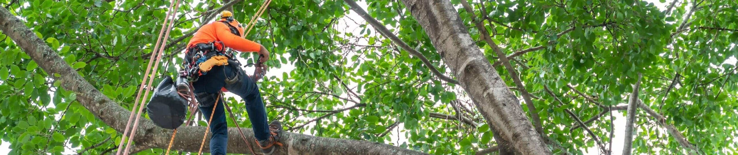 Destacada Arboricultura