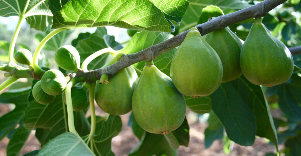 Resultado de una poda de mantenimiento con mayor cantidad de fruto