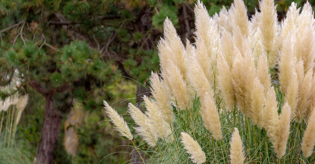 Plumero de la Pampa en bosque