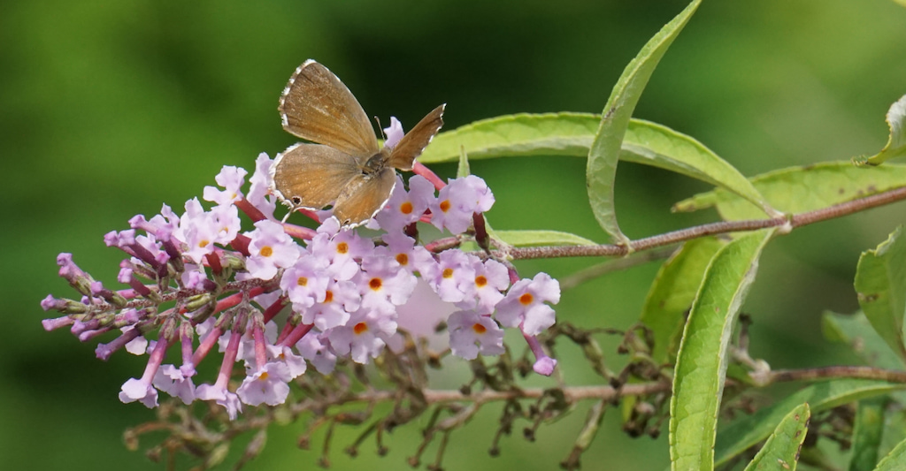 Mariposa del geranio posándose sobre una flor