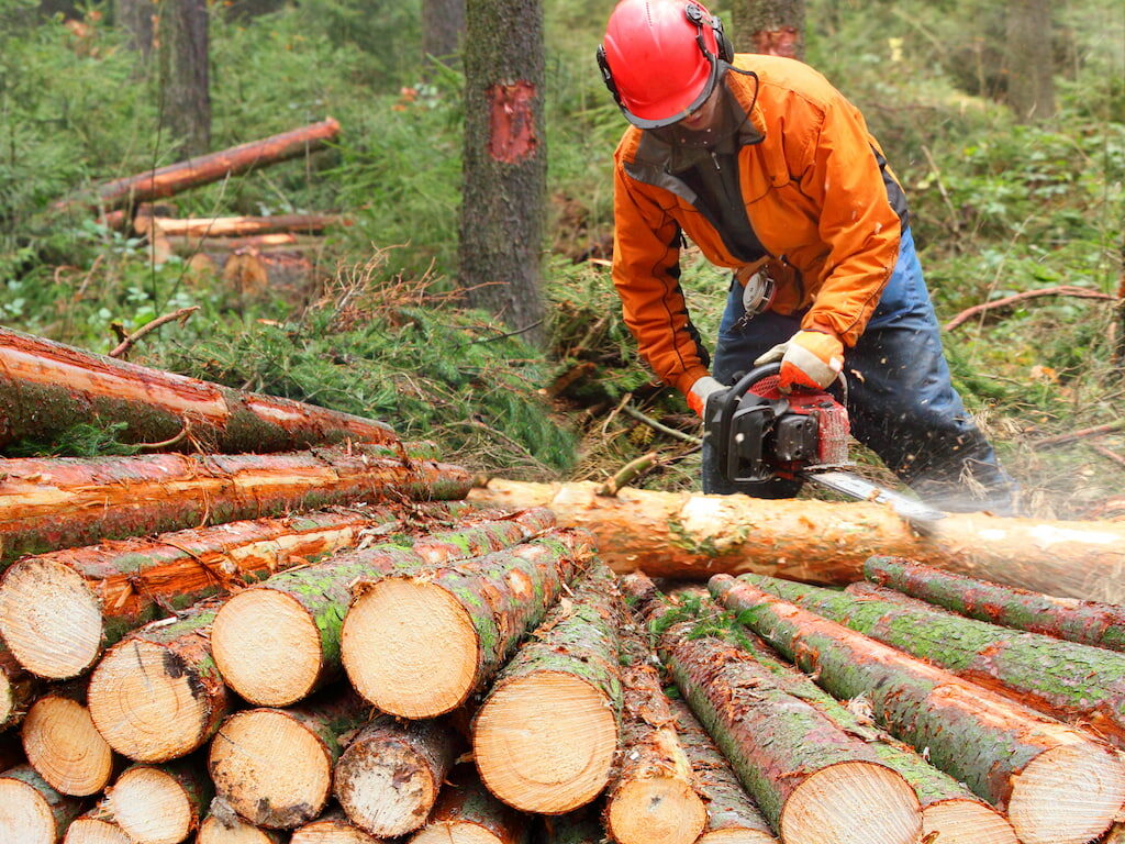 tala y desbroce de masa forestal