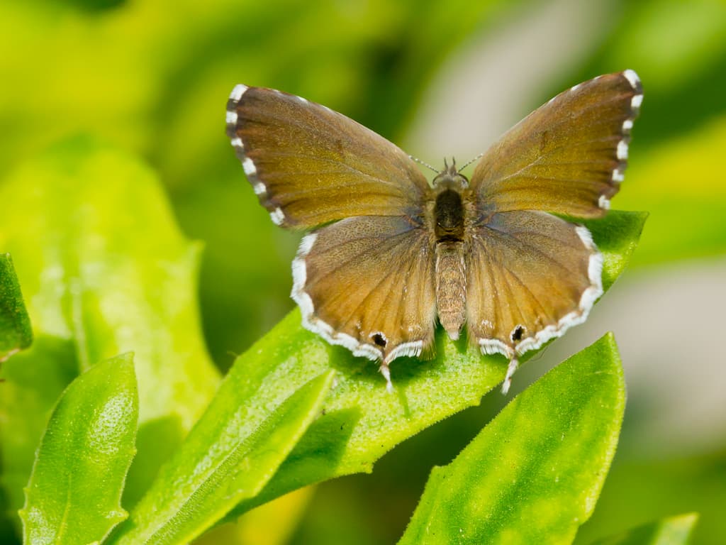 Mariposa del geranio posada sobre un hoja de la plata