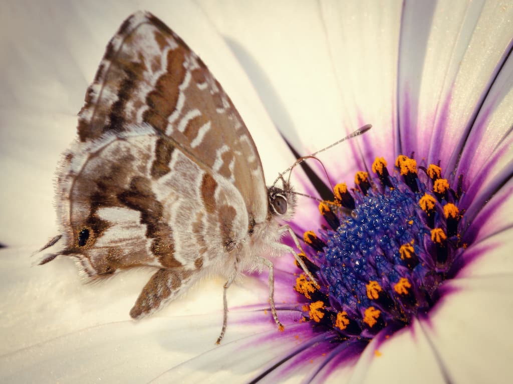 Mariposa del geranio atacando una flor