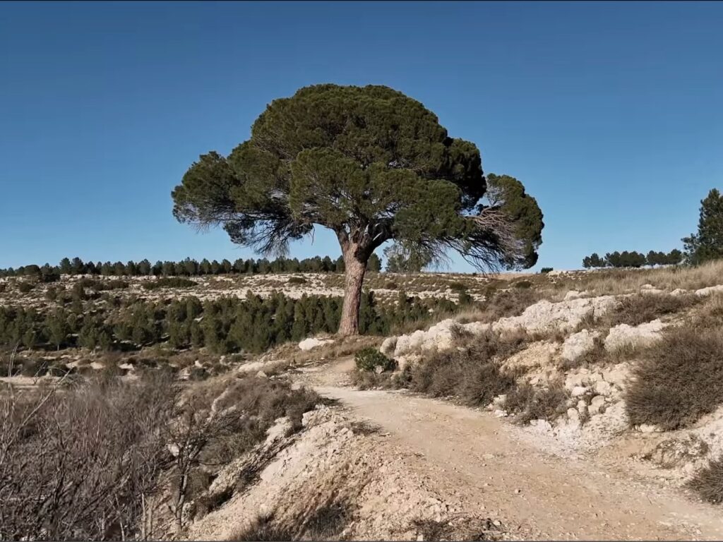 Pino de Juan Molinera, candidato a Árbol Europeo del Año 2025