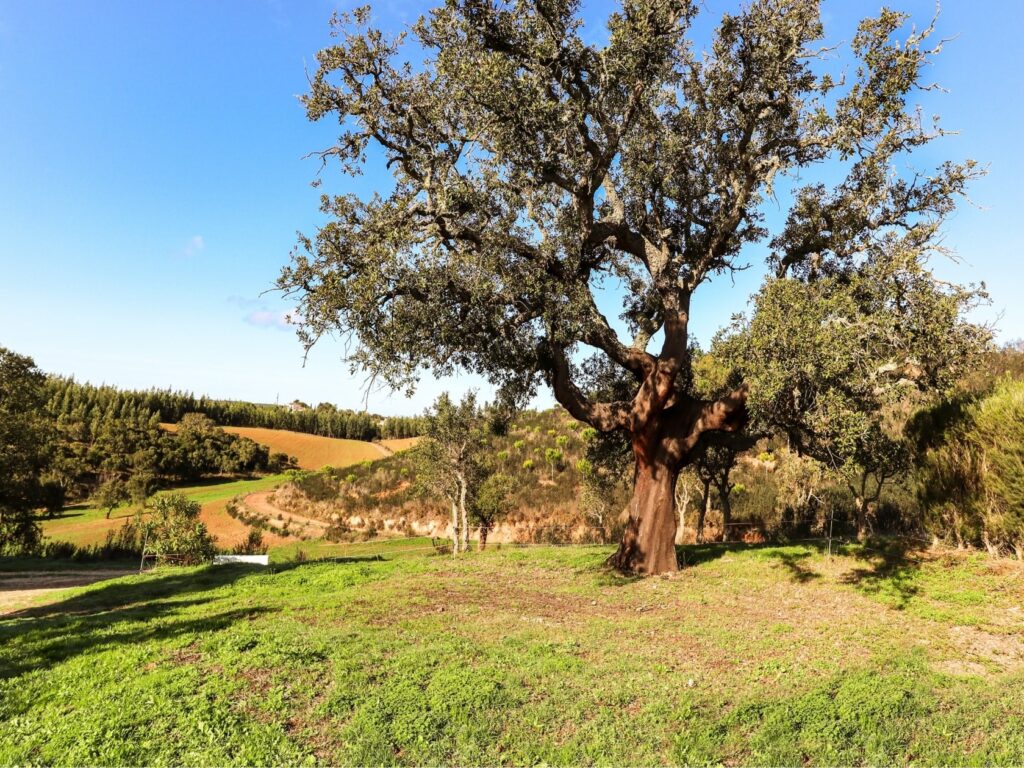El cambio climático y el abandono rural cambian el aspecto de los bosques españoles.