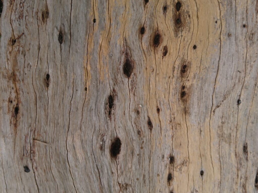 Carcoma de la madera en árboles.