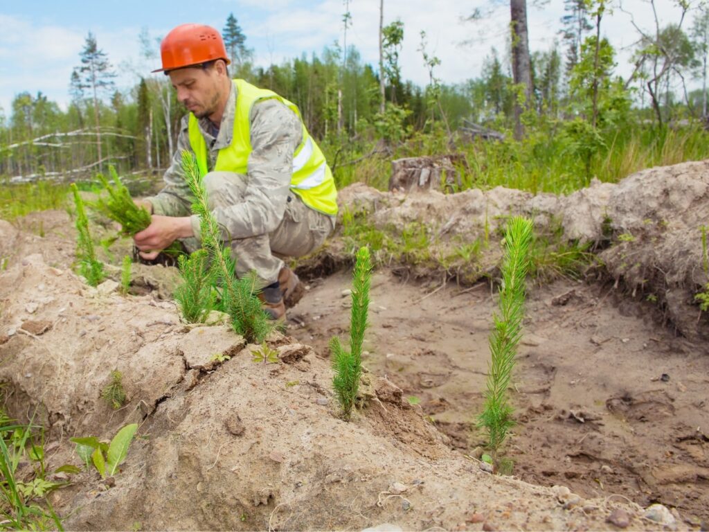 Tendencias en arboricultura para hacer frente al cambio climático.