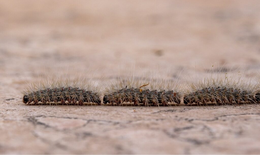 Oruga procesionaria