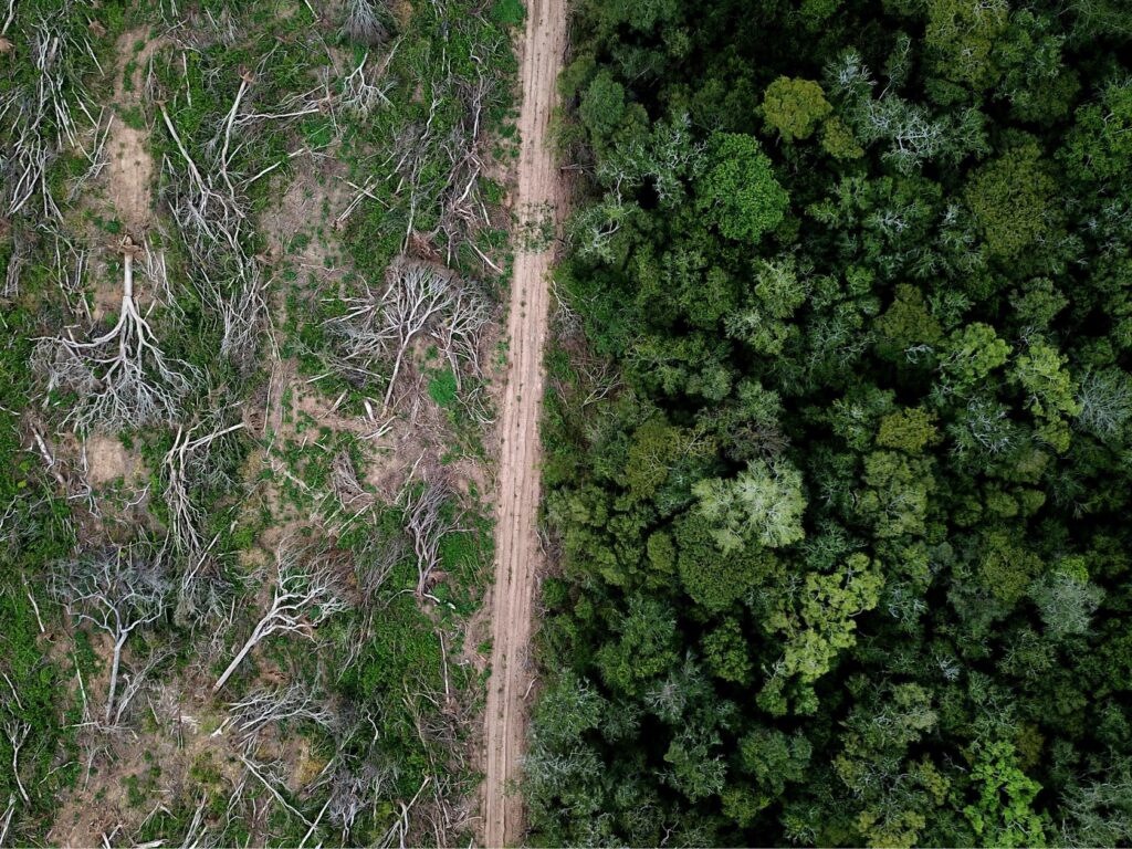 El 74% de los españoles reconocen estar preocupados por la degradación forestal
