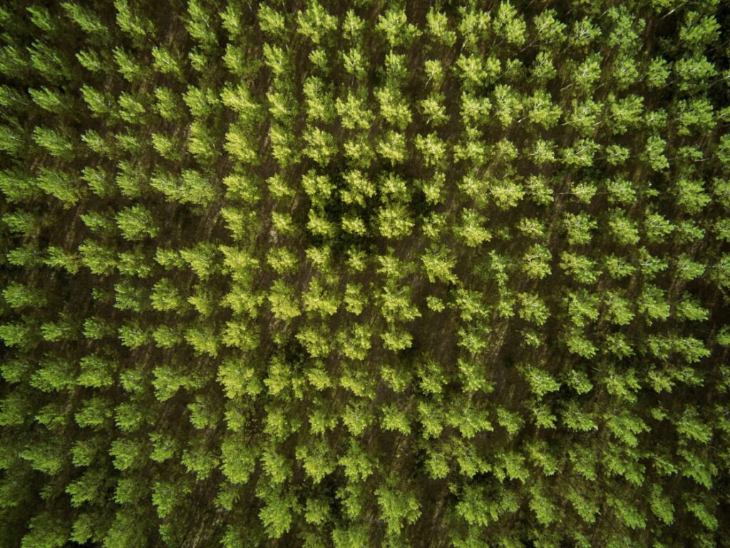 Las empresas, cada vez más comprometidas con la reforestación para alcanzar sus objetivos de clima y biodiversidad