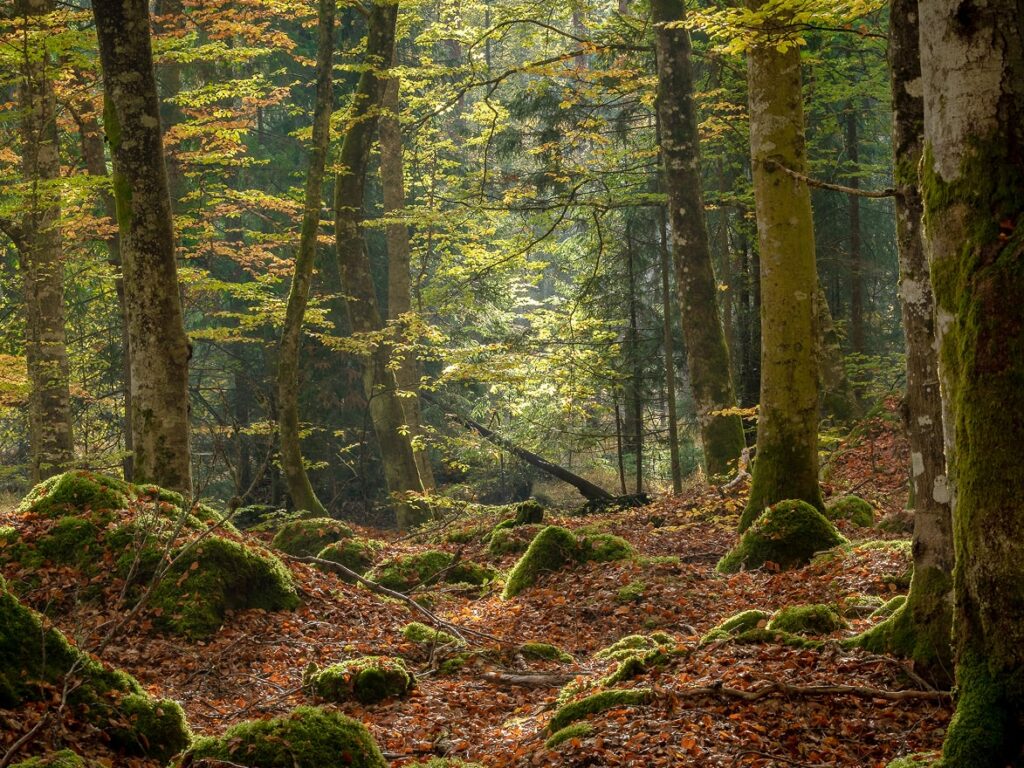 XVII Encuentro del Día Internacional de los Bosques 2025 ‘Ciudades que Aman sus Árboles’