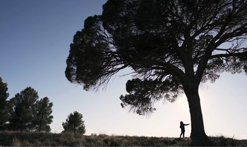 El Pino de Juan Molinera, en Abengibre.