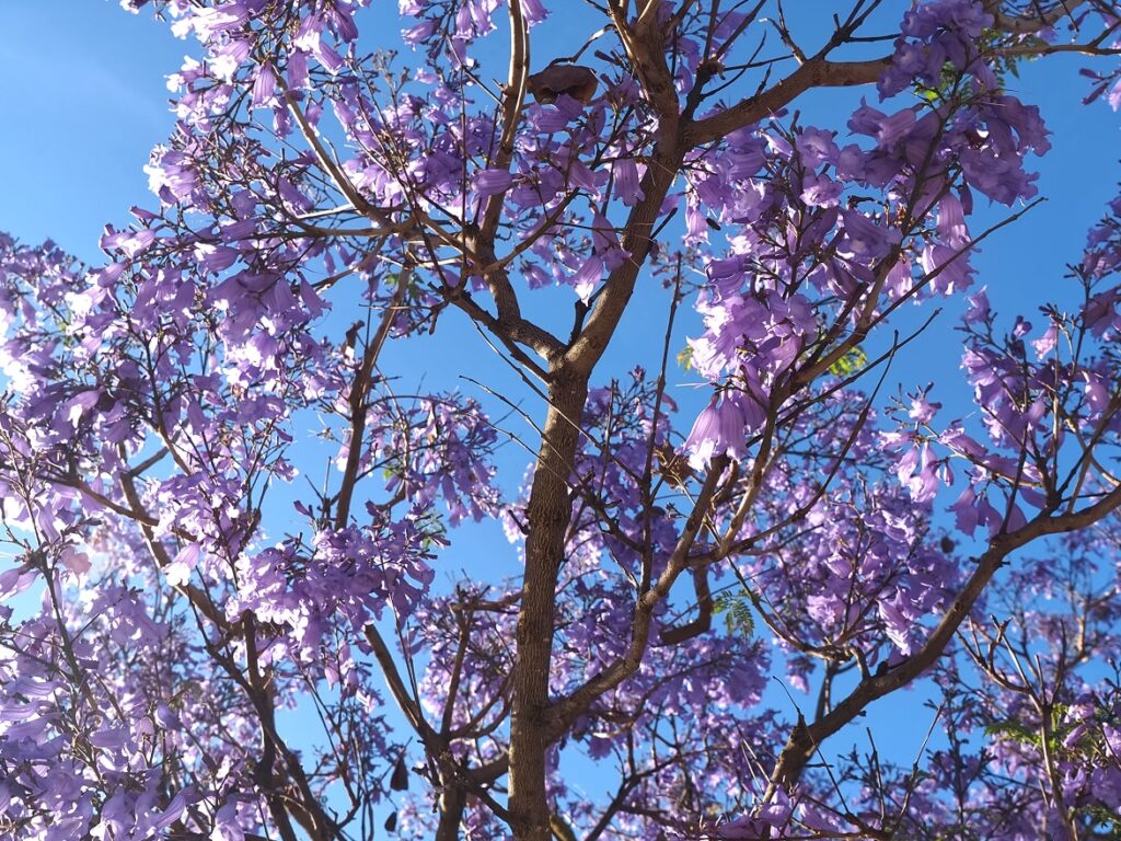 Primavera y los bosques tropicales: Cómo contribuyen a la conservación global