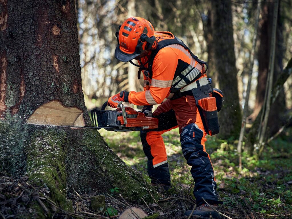 Cómo cortar un árbol con motosierra