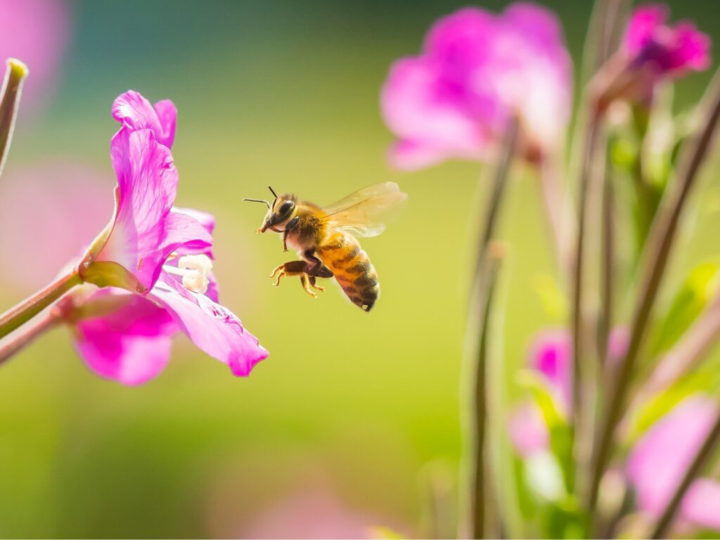 Biodiversidad en el diseño de parques y jardines: Claves y beneficios