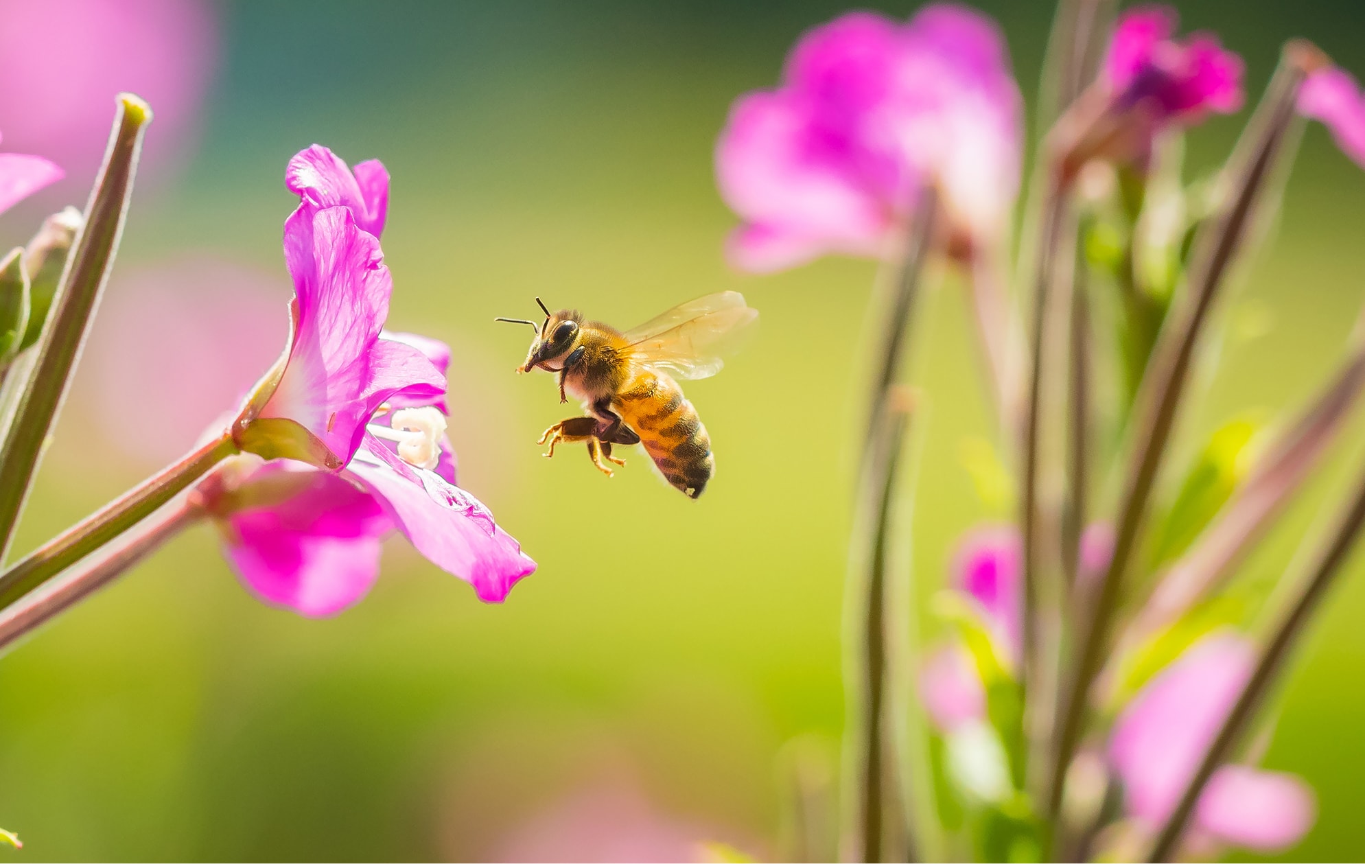 Biodiversidad en el diseño de parques y jardines: Claves y beneficios