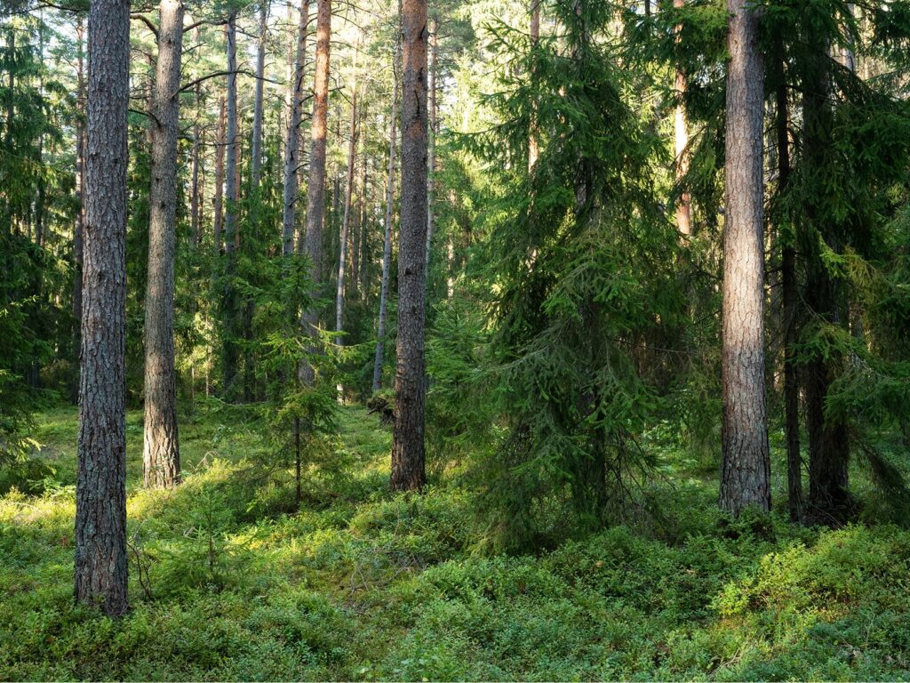 Bosque de pinos