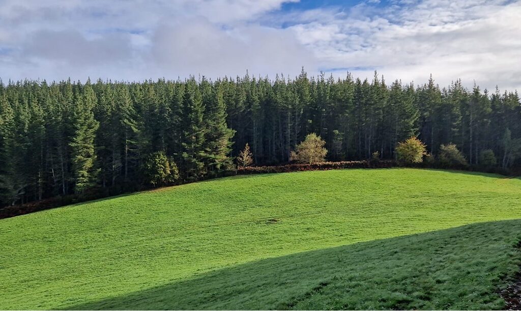 Bosque de pinos.