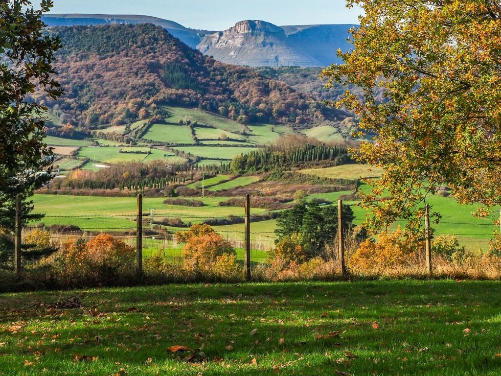 Bosque resiliente