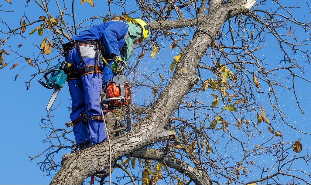 Operario podando un árbol.