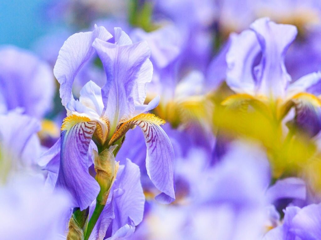 Biodiversidad en el diseño de parques y jardines: Claves y beneficios