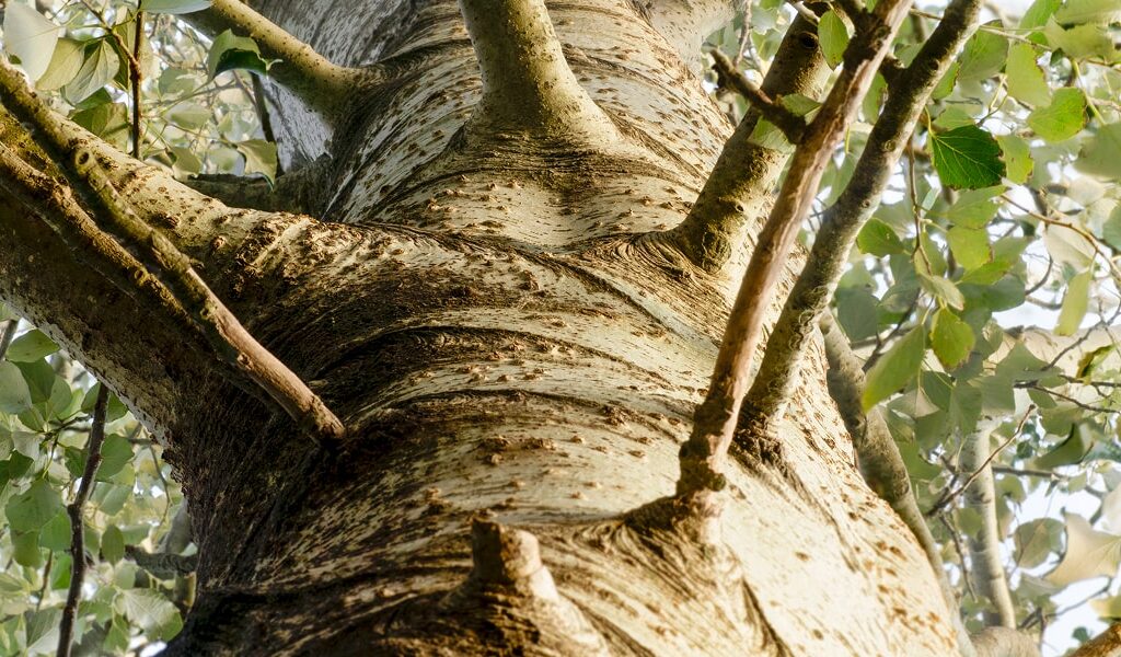 Imagen arbol