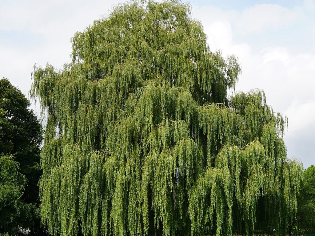 Imagen arbol