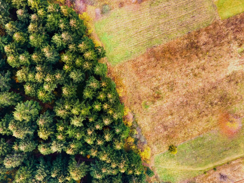 Deforestación, un coste muy visible de la demanda de coches eléctricos en Europa
