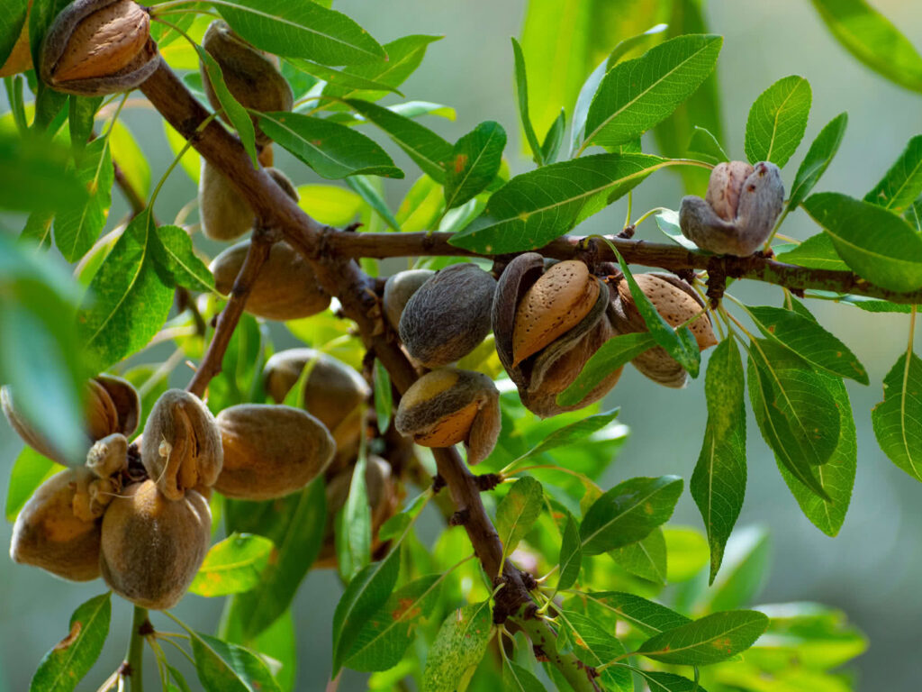 como podar el almendro