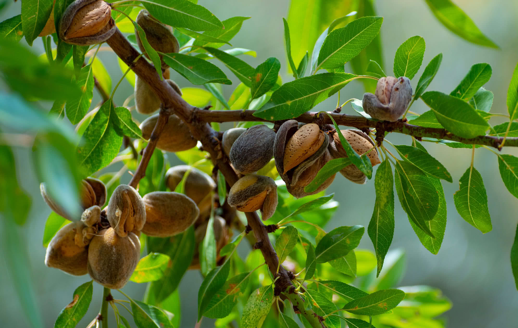 como podar el almendro