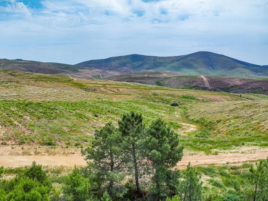 Bosque Uría