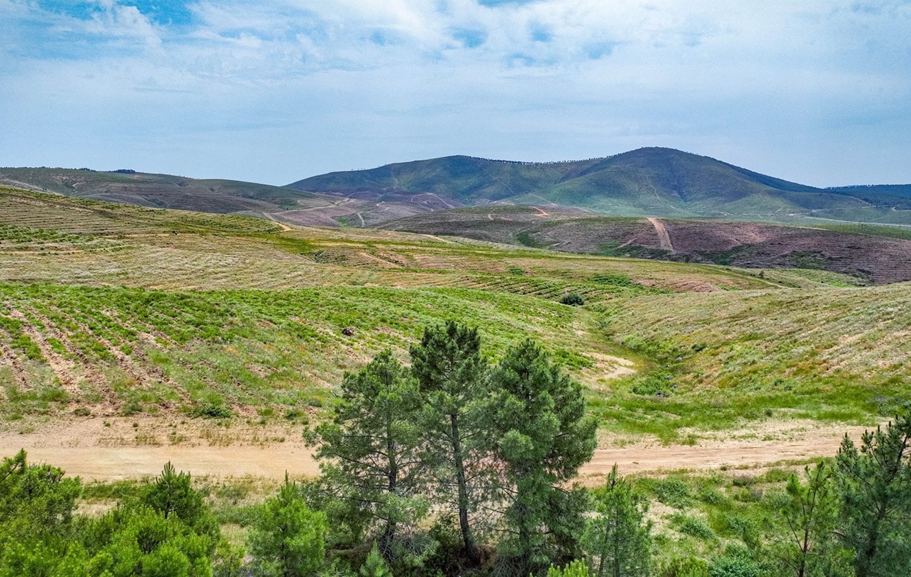 Bosque Uría