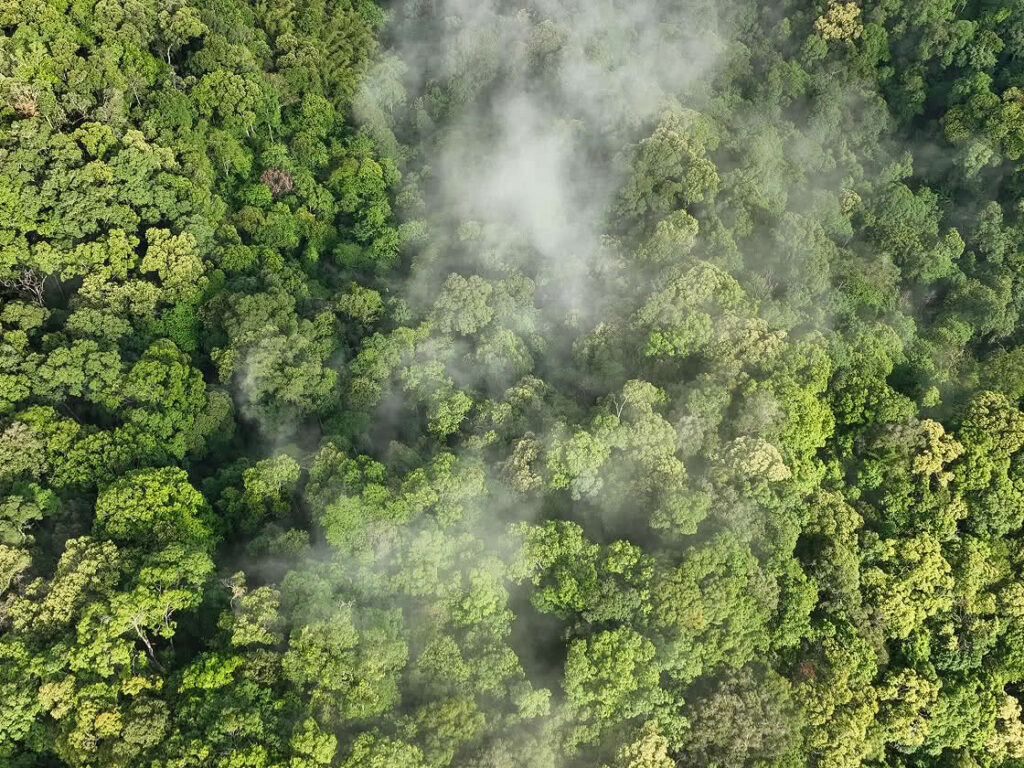 Los bosques europeos pierden capacidad de absorber CO₂ y comprometen la meta climática de la UE