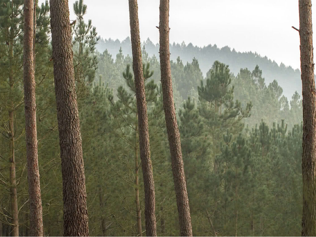 Los pinares, la industria de la madera y la mejora genética