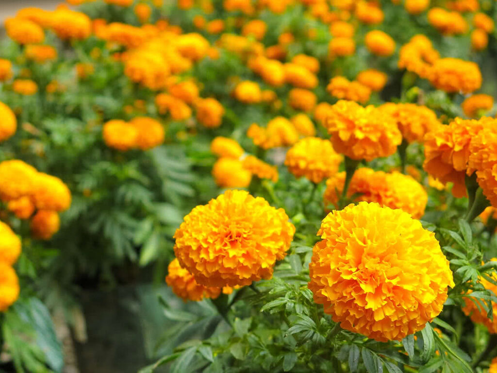 6 flores de verano que triunfan en jardinería urbana