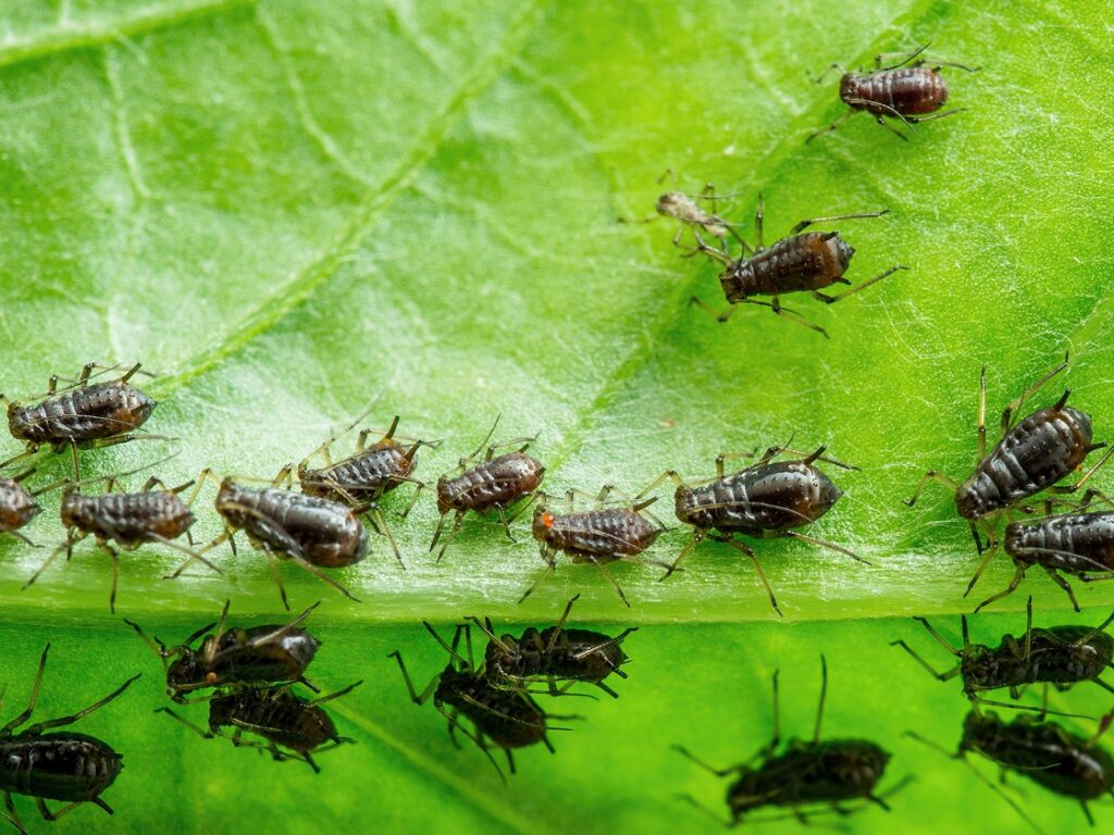 Los pulgones: una amenaza constante y diminuta