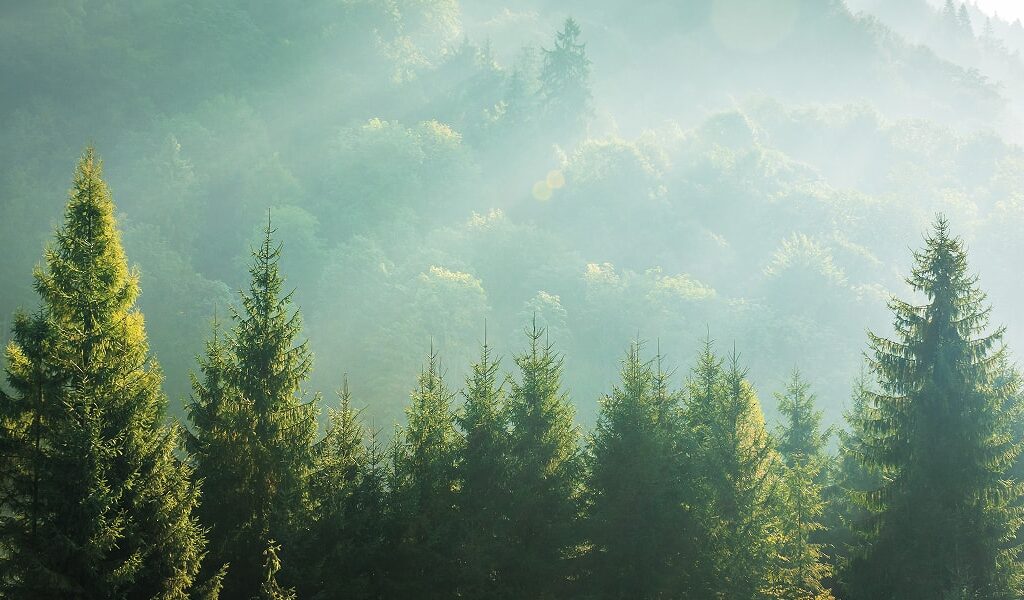 Últimos días para inscribirte al webinar de PEFC sobre cómo aplicar el reglamento UE en productos libres de deforestación