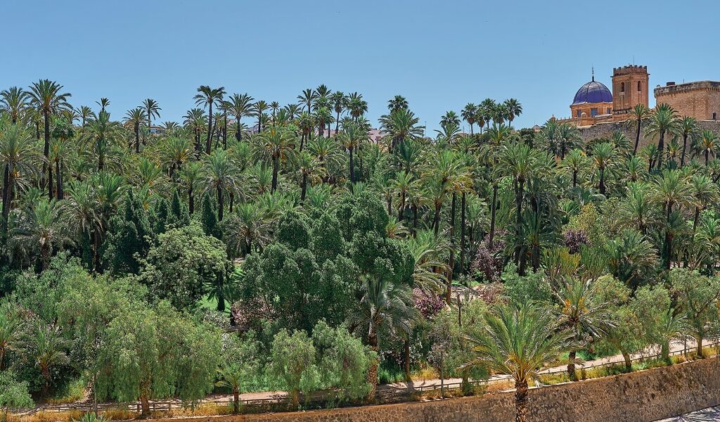 Elche acogerá los ‘Encuentros de Arboricultura’ de la Asociación Española de Arboricultura