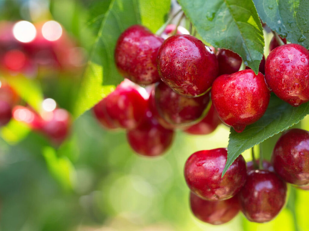 8 plagas y enfermedades del cerezo que debes conocer para mantenerlo siempre sano