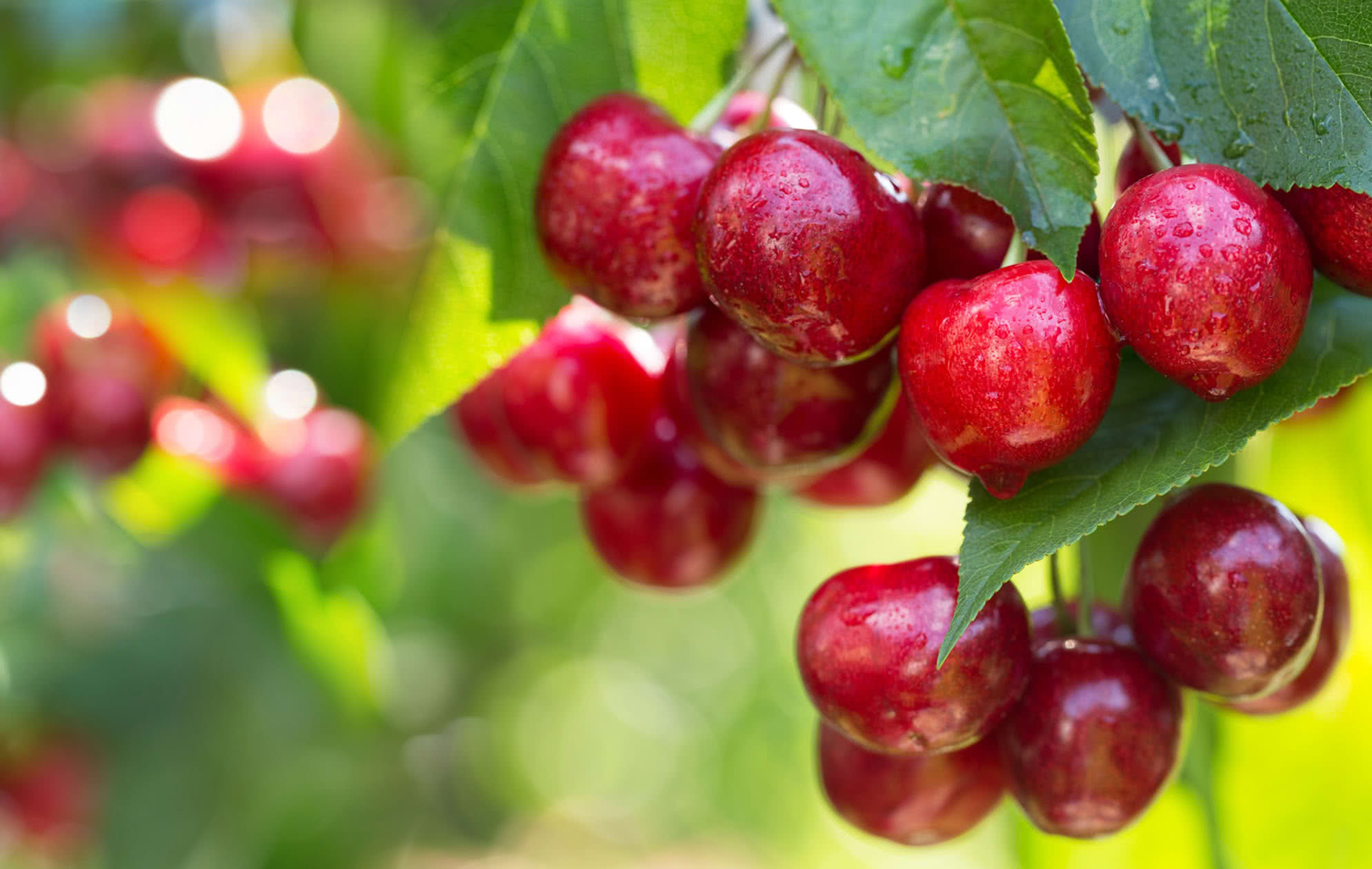 8 plagas y enfermedades del cerezo que debes conocer para mantenerlo siempre sano