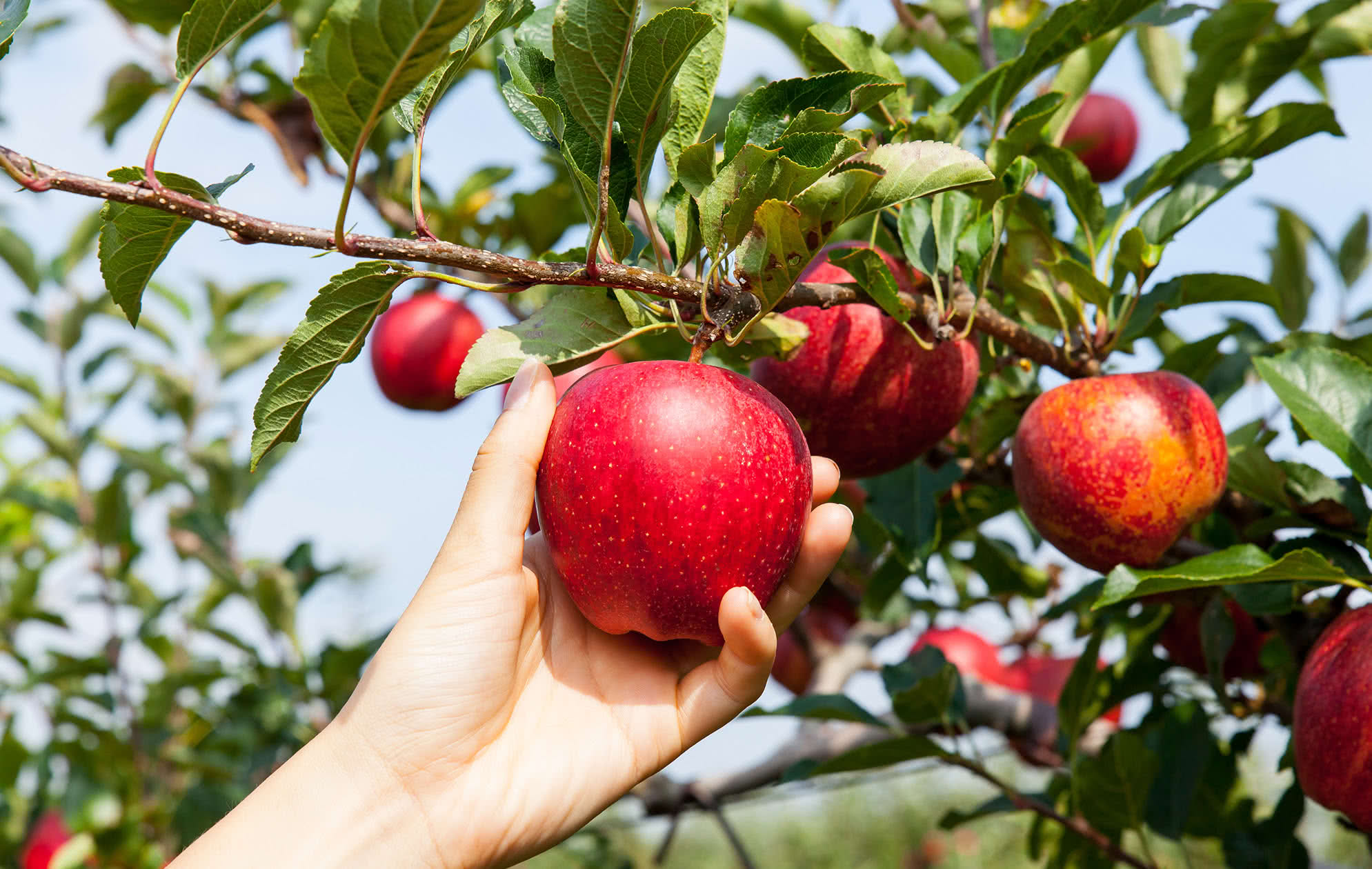 Poda de árboles frutales: claves y cómo hacerla de manera correcta