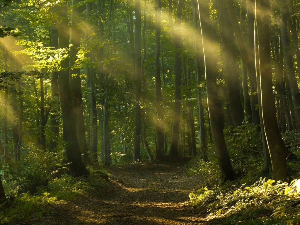 ForesFuture, la herramienta pionera de Cataluña para simular el futuro de sus bosques ante el cambio climático