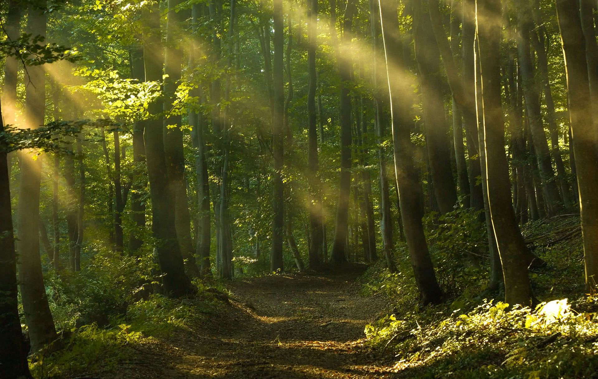 ForesFuture, la herramienta pionera de Cataluña para simular el futuro de sus bosques ante el cambio climático