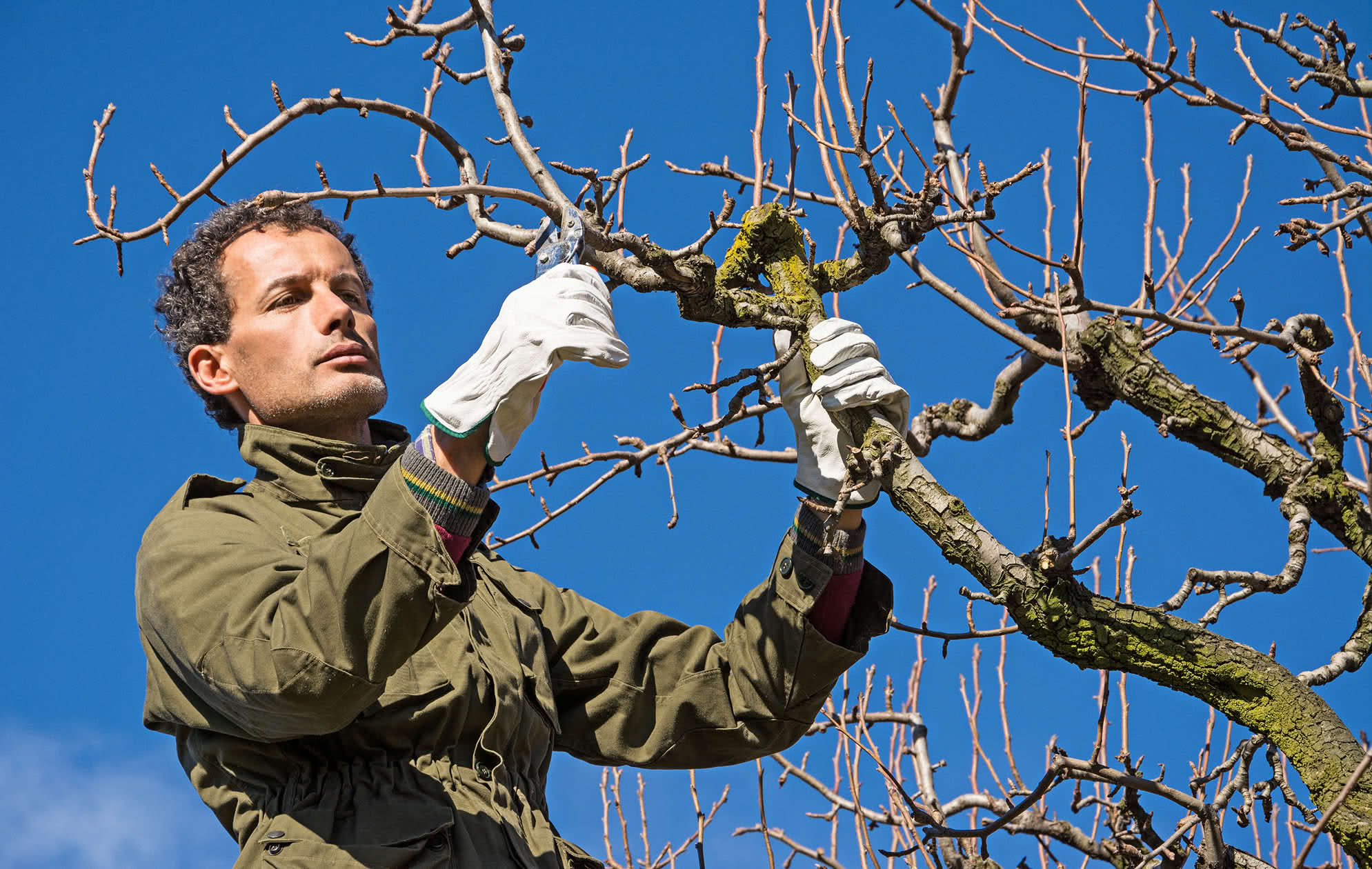 Claves y beneficios del tratamiento de invierno en árboles frutales