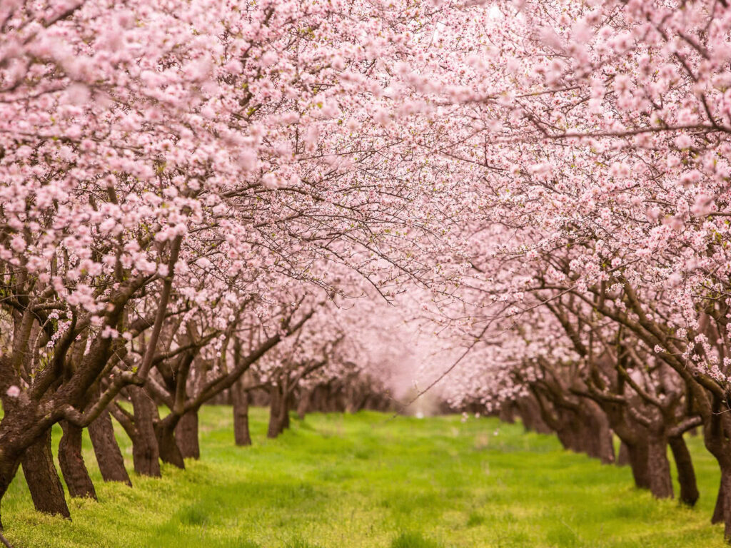 Calendario de tratamientos del almendro: Claves y beneficios