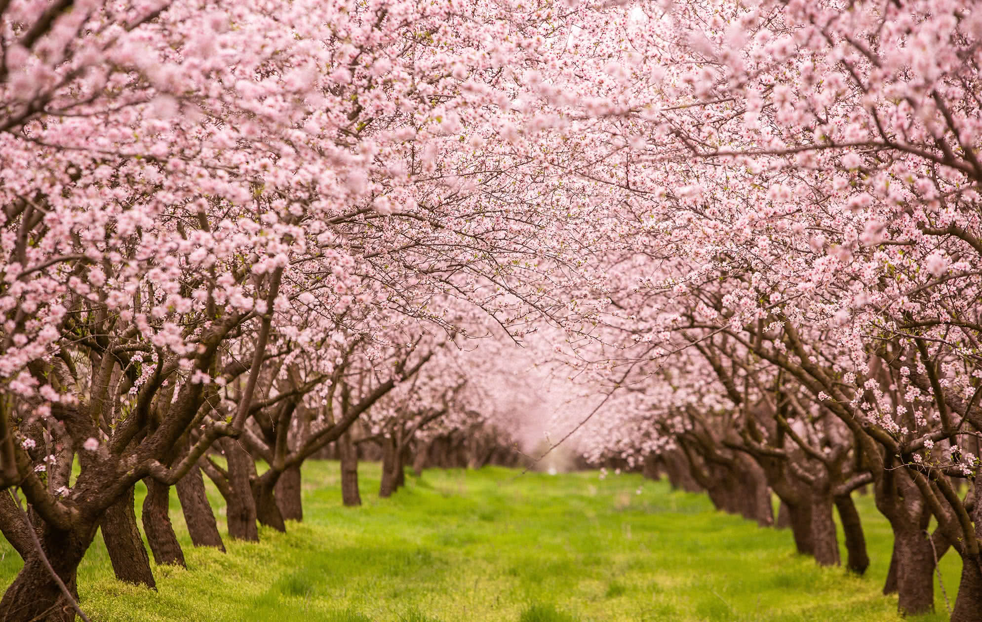 Calendario de tratamientos del almendro: Claves y beneficios