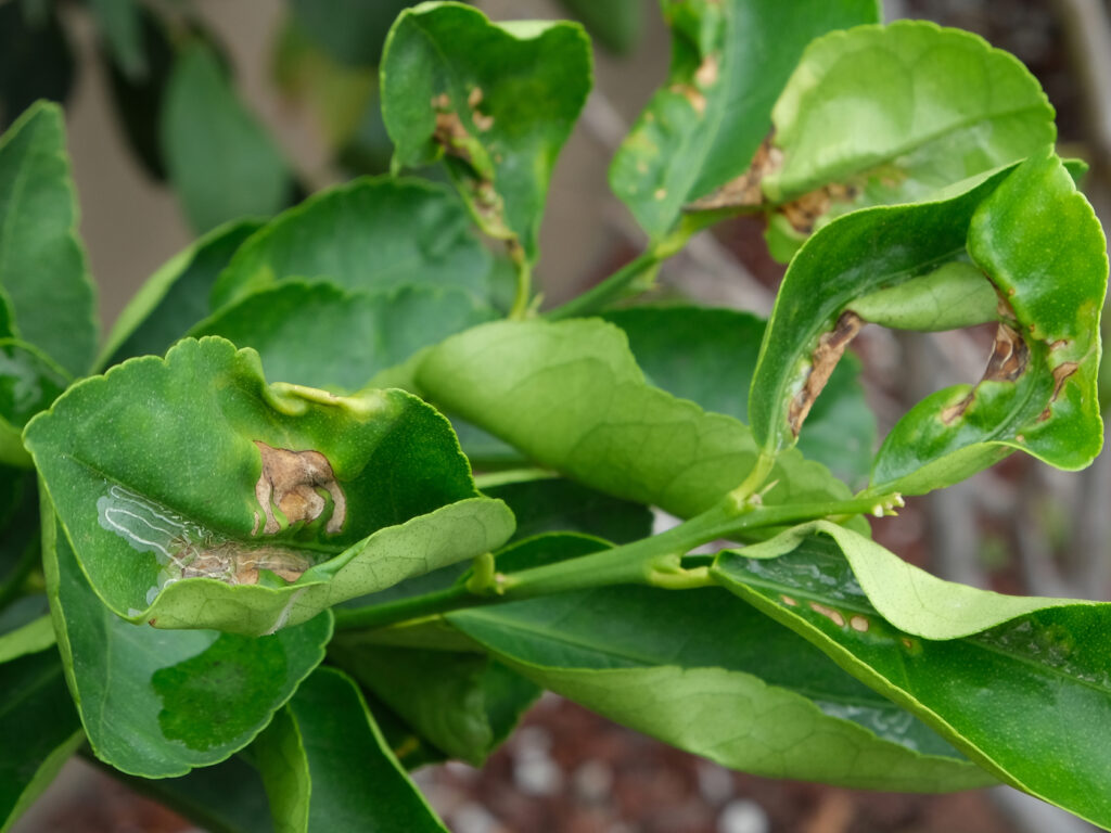 Enfermedades del limonero: principales cuidados y cómo tratarlas