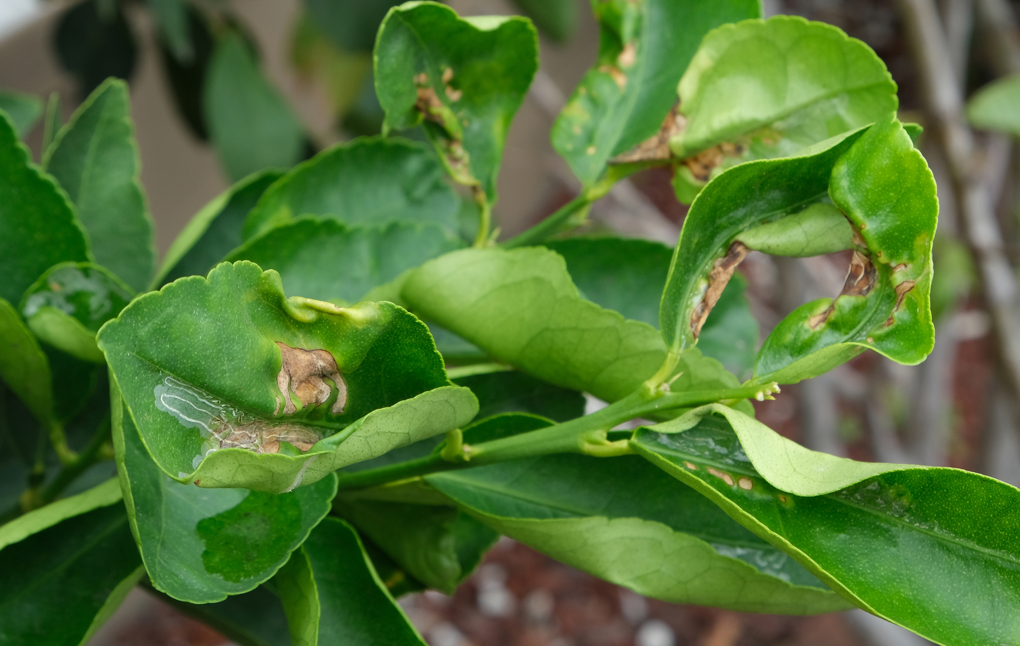 Enfermedades del limonero: principales cuidados y cómo tratarlas