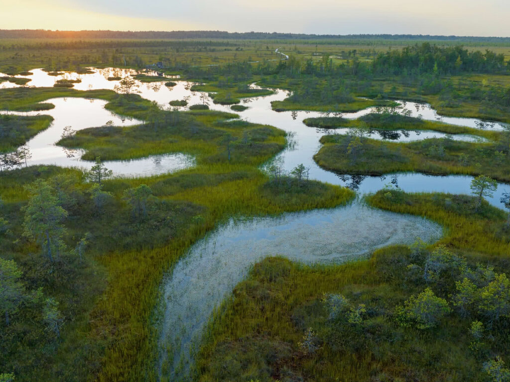 Turberas: qué son y cuál es su importancia ecológica