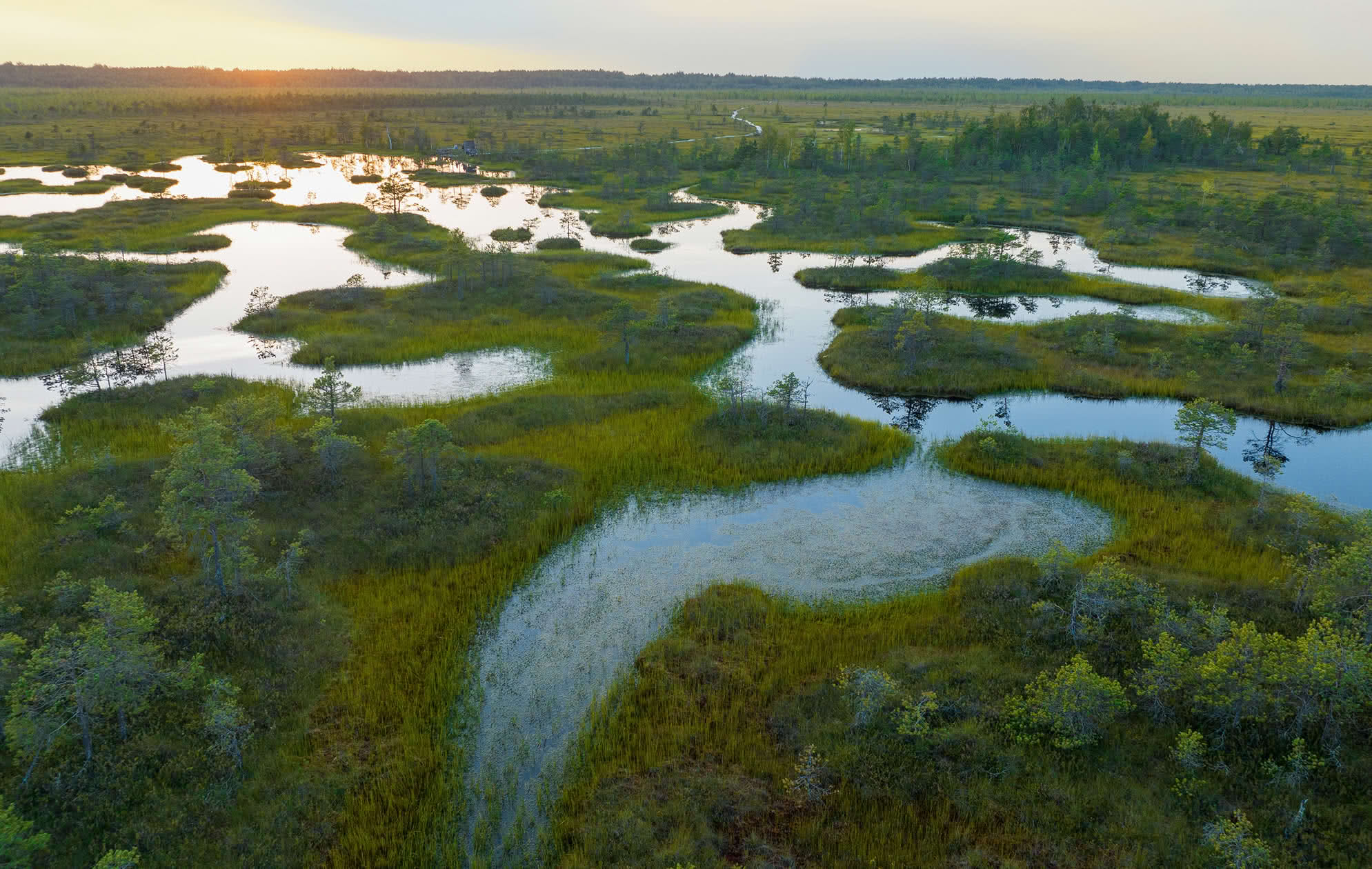 Turberas: qué son y cuál es su importancia ecológica